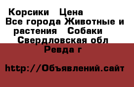 Корсики › Цена ­ 15 000 - Все города Животные и растения » Собаки   . Свердловская обл.,Ревда г.